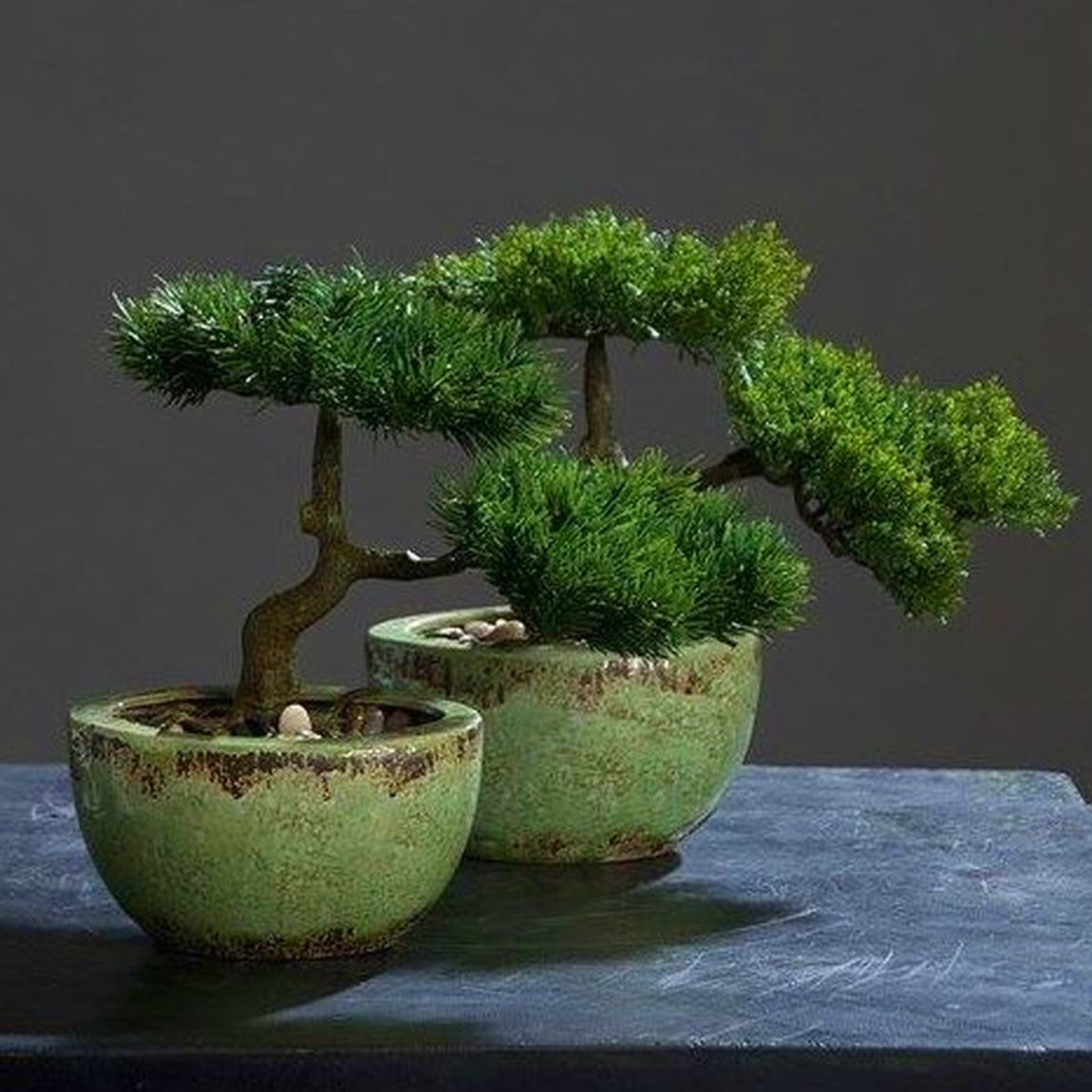 Bonsai Bonsai