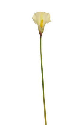 VARA CALLA LATEX (67CM) CREMA-AMARILLO REF.:30653/CRYEL PRECIO:2,05 € VARA CALLA LATEX (67CM) CREMA-AMARILLO REF.:30653/CRYEL PRECIO:2,05 €