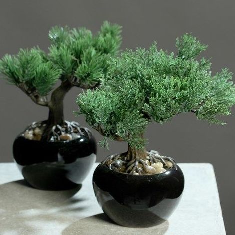 Bonsai: CATÁLOGO de Fernando Gallego, S.C.P. Bonsai: CATÁLOGO de Fernando Gallego, S.C.P.
