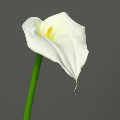 VARA CALA TACTO (68CM). COLOR:BLANCO REF.:43347-19 PRECIO:3,30 € VARA CALA TACTO (68CM). COLOR:BLANCO REF.:43347-19 PRECIO:3,30 €