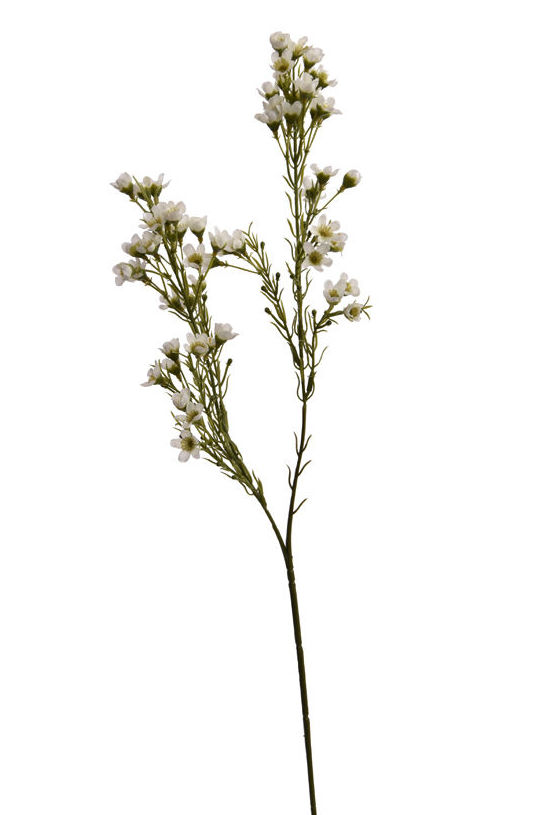 ARA FLOR DE CERA x2 (69CM) /CREMA REF: 40010251/CR PRECIO: 1,75€ ARA FLOR DE CERA x2 (69CM) /CREMA REF: 40010251/CR PRECIO: 1,75€