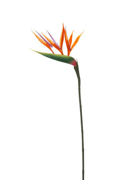 VARA AVE DEL PARAISO PEQUEÑA(64CM.) COLOR:NARANJA REF.:30842/OR PRECIO:1,70 € VARA AVE DEL PARAISO PEQUEÑA(64CM.) COLOR:NARANJA REF.:30842/OR PRECIO:1,70 €