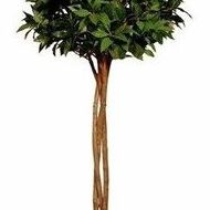 Laurel Laurel