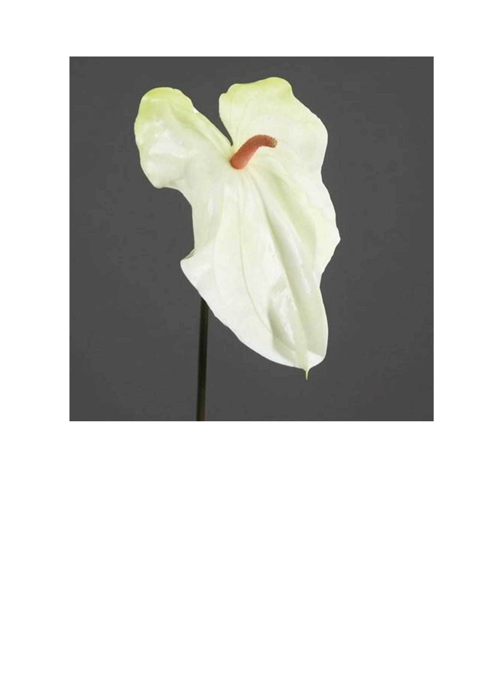 VARA ANTHURIUM GIGANTE LATEX (89CM) BLANCO REF.:42687-05 PRECIO:6,75 € VARA ANTHURIUM GIGANTE LATEX (89CM) BLANCO REF.:42687-05 PRECIO:6,75 €