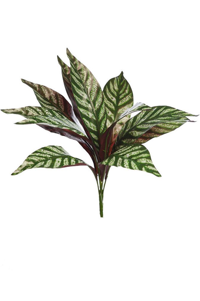 PLANTA CALATHEA (44CM) REF.:19129 PRECIO: 2,50 € PLANTA CALATHEA (44CM) REF.:19129 PRECIO: 2,50 €