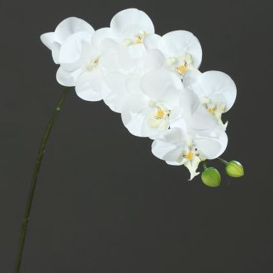 VARA ORQUIDEA TACTO NATURAL (80CM). COLOR:BLANCO REF.:60270-05 PRECIO:6,60 € VARA ORQUIDEA TACTO NATURAL (80CM). COLOR:BLANCO REF.:60270-05 PRECIO:6,60 €
