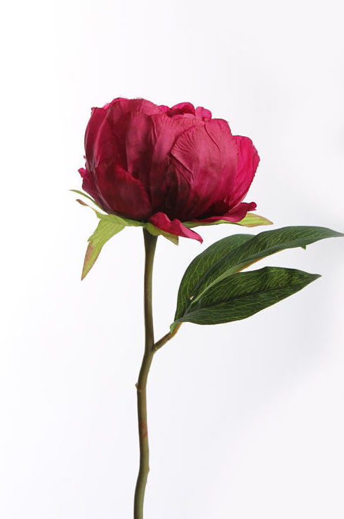 VARA DE PEONIA TALLO CORTO/ BEAUTY REF: 30010083/BE PRECIO: 1,75€ VARA DE PEONIA TALLO CORTO/ BEAUTY REF: 30010083/BE PRECIO: 1,75€