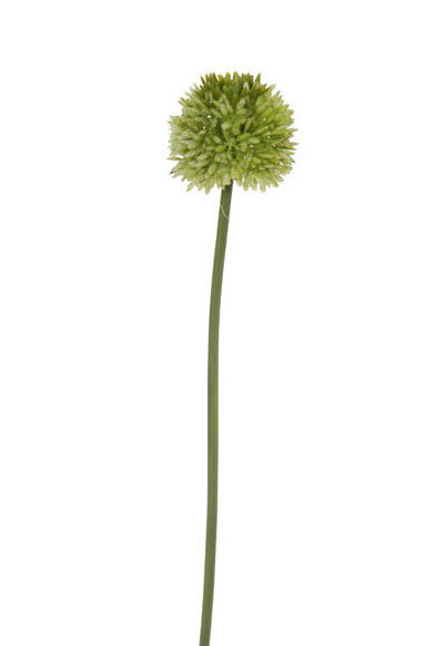 VARA ALIUM (38CM)/ VERDE REF: 12010083/GR PRECIO: 1,35€ VARA ALIUM (38CM)/ VERDE REF: 12010083/GR PRECIO: 1,35€