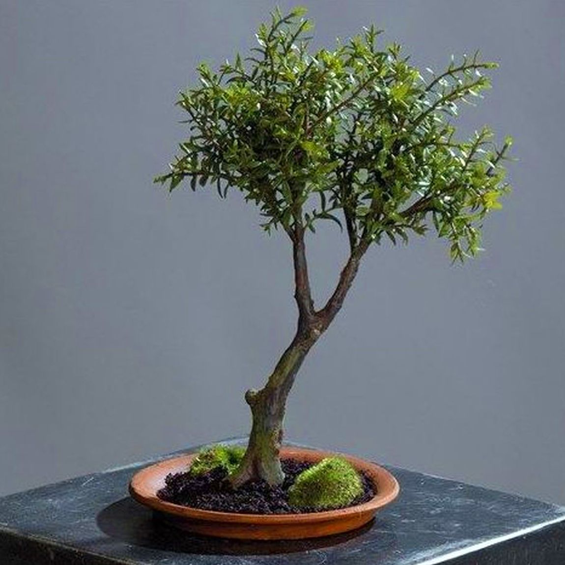 Bonsai: Catálogo de Fernando Gallego, S.C.P. Bonsai: Catálogo de Fernando Gallego, S.C.P.