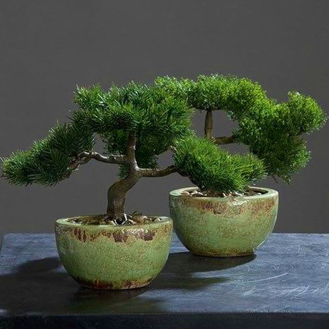 Bonsai Bonsai