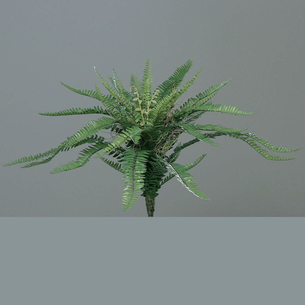 MATA DE HELECHO (65CM) REF: 55048 PRECIO: 15,50€ MATA DE HELECHO (65CM) REF: 55048 PRECIO: 15,50€