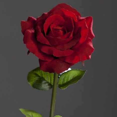 Rosas de Terciopelo: CATÁLOGO de Fernando Gallego, S.C.P. Rosas de Terciopelo: CATÁLOGO de Fernando Gallego, S.C.P.