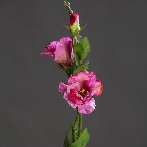 VARA LISIANTHUS (62CM) COLOR:FUCSIA REF.:42265-17 PRECIO:2,75 € VARA LISIANTHUS (62CM) COLOR:FUCSIA REF.:42265-17 PRECIO:2,75 €