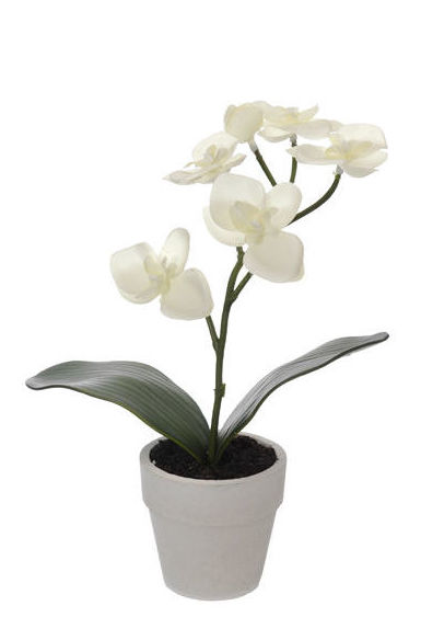 MACETA DE ORQUIDEA C/5 FLR (25CM)/ CREMA REF: 56903/CR PRECIO: 2,75€ MACETA DE ORQUIDEA C/5 FLR (25CM)/ CREMA REF: 56903/CR PRECIO: 2,75€