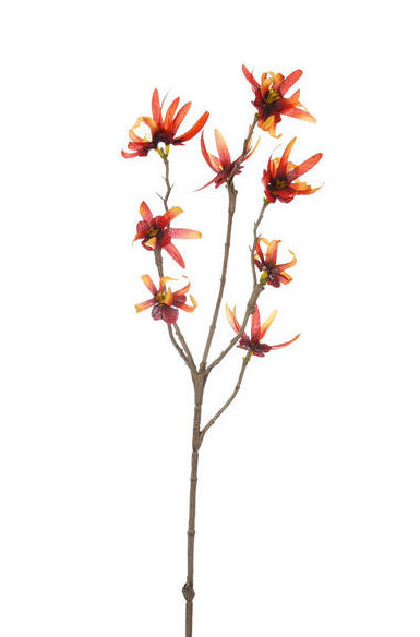 PQTE x12 VARAS DE HAMAMELIS (40CM)/ NARANJA REF: 41629/OR PRECIO: 9,60€ (0,80€/UD) PQTE x12 VARAS DE HAMAMELIS (40CM)/ NARANJA REF: 41629/OR PRECIO: 9,60€ (0,80€/UD)