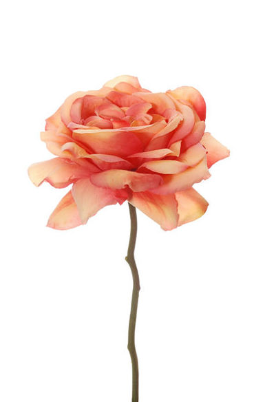 VARA ROSA ABIERTA CORTA. COLOR:SALMÓN REF.:30786/SA PRECIO:1,50 € VARA ROSA ABIERTA CORTA. COLOR:SALMÓN REF.:30786/SA PRECIO:1,50 €
