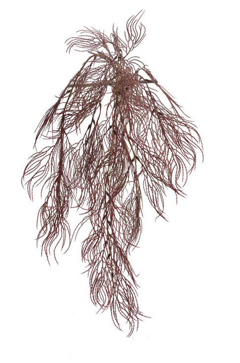 MATA COLGANTE DE CORAL/ BURDEOS REF: 60060093/BU PRECIO: 2,95€ MATA COLGANTE DE CORAL/ BURDEOS REF: 60060093/BU PRECIO: 2,95€