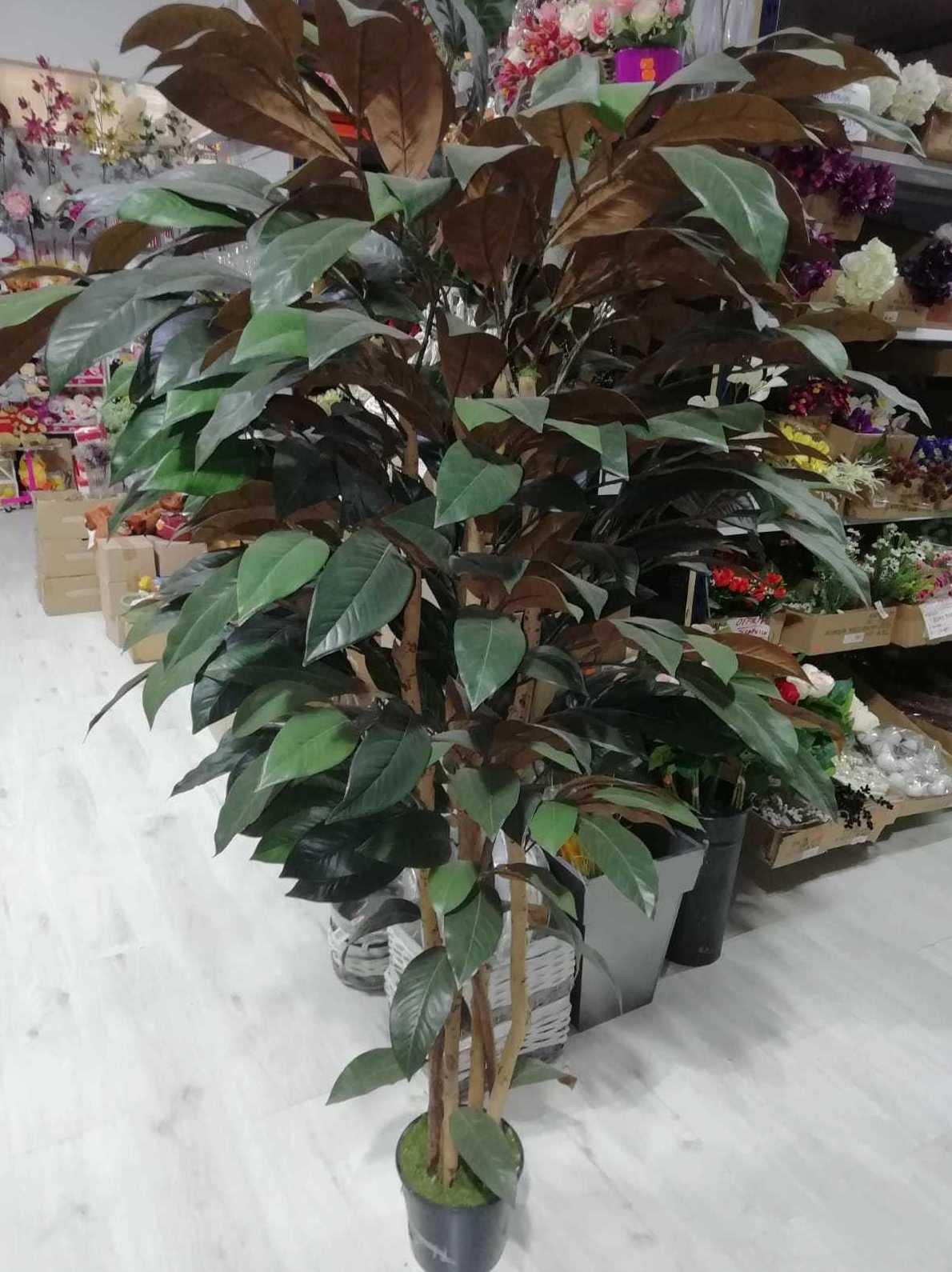 MAGNOLIO MAGNOLIO