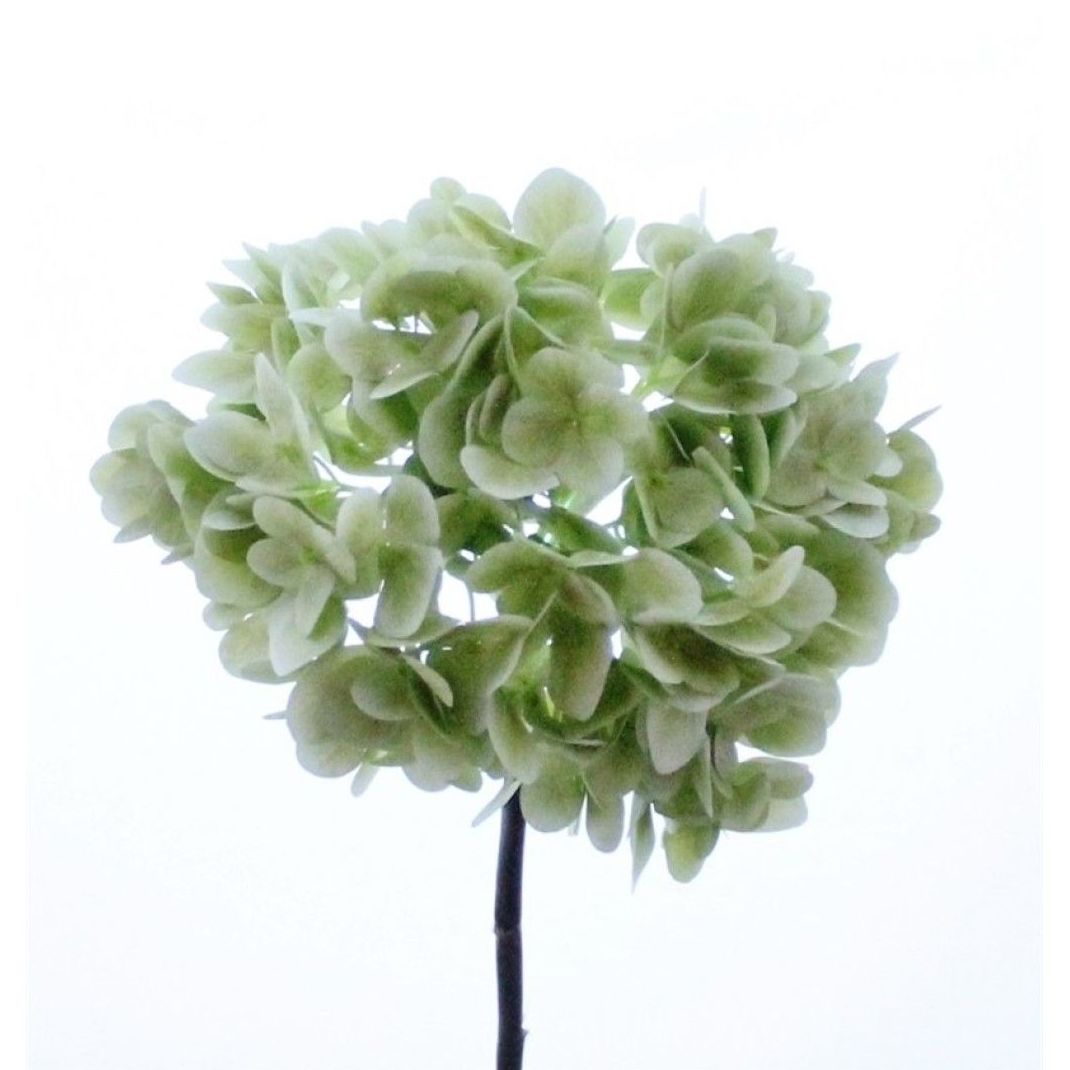 VARA HORTENSIA. COLOR: VERDE REF.:3031 VER PRECIO:1,80 € VARA HORTENSIA. COLOR: VERDE REF.:3031 VER PRECIO:1,80 €