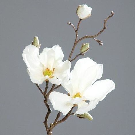 Magnolia x2 - 42493-05: CATÁLOGO de Fernando Gallego, S.C.P. Magnolia x2 - 42493-05: CATÁLOGO de Fernando Gallego, S.C.P.