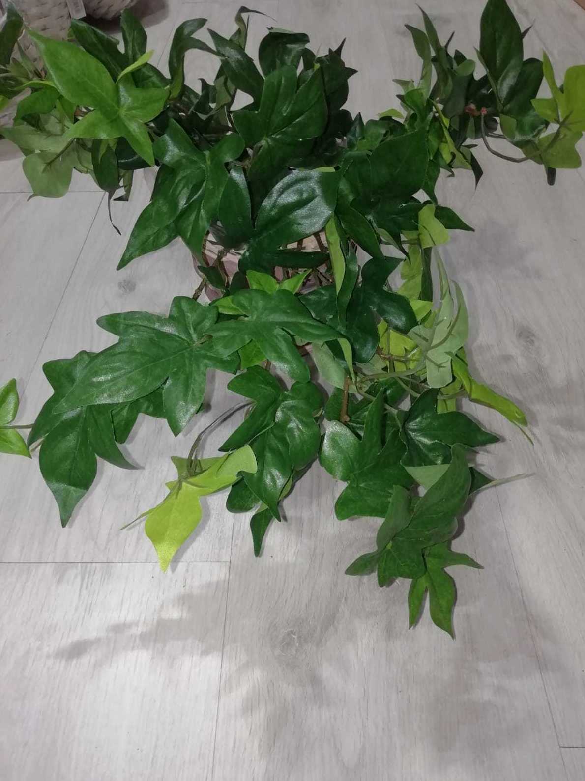 Cissus colgante x7 UV resistente. Ref.:471615.500 Precio: 6,50 € Cissus colgante x7 UV resistente. Ref.:471615.500 Precio: 6,50 €