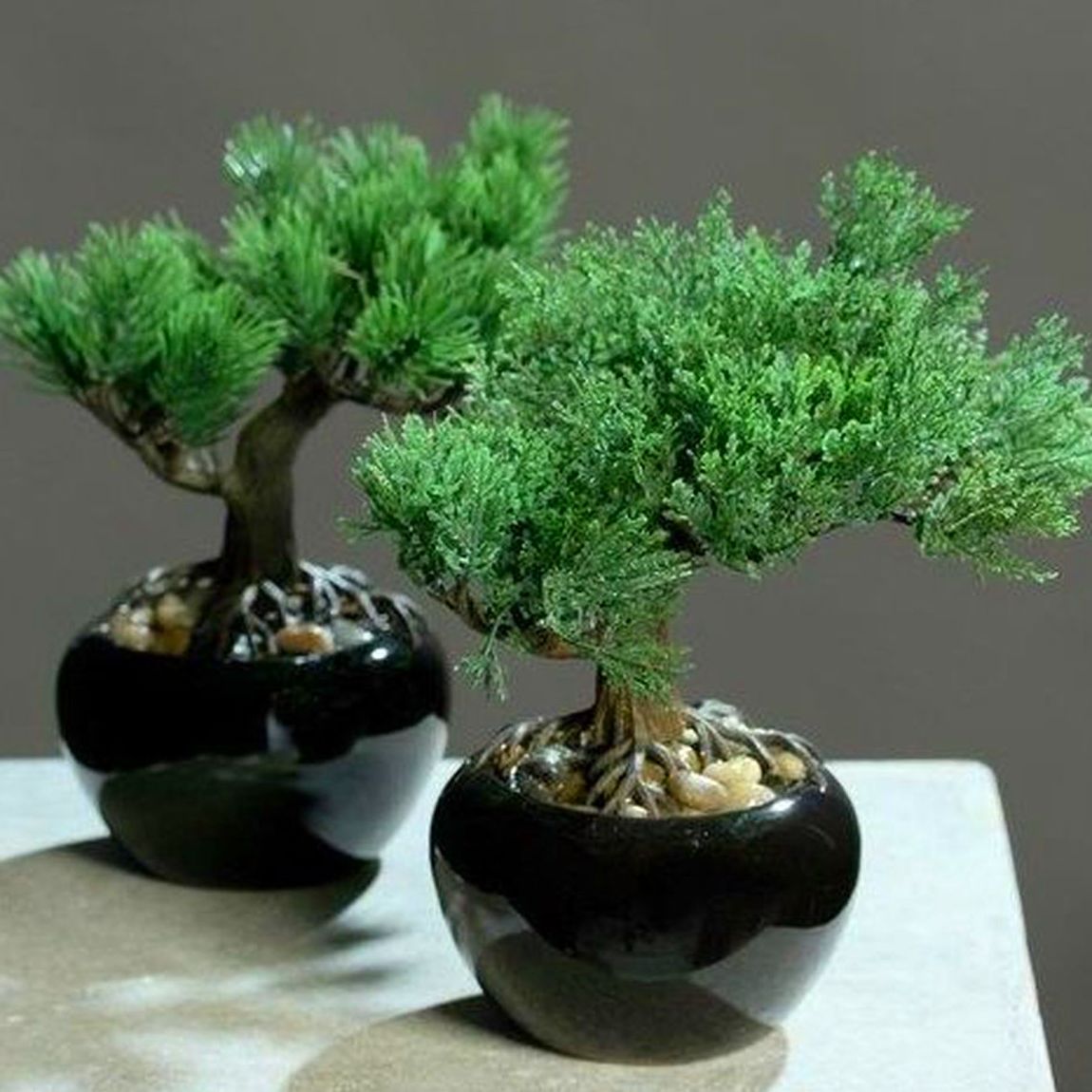Bonsai Bonsai