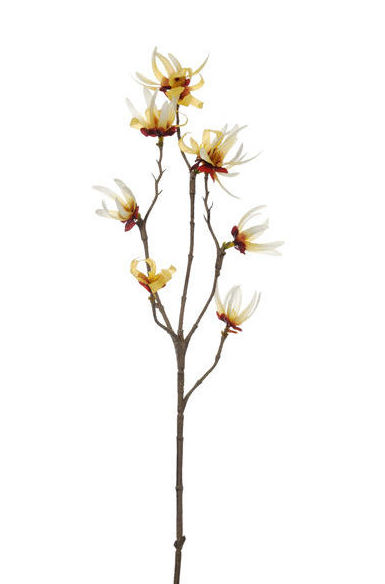 PQTE x12 VARAS DE HAMAMELIS (40CM)/ AMARILLO CLARO REF: 41629/LTYEL PRECIO: 9,60€ (0,80€/UD) PQTE x12 VARAS DE HAMAMELIS (40CM)/ AMARILLO CLARO REF: 41629/LTYEL PRECIO: 9,60€ (0,80€/UD)