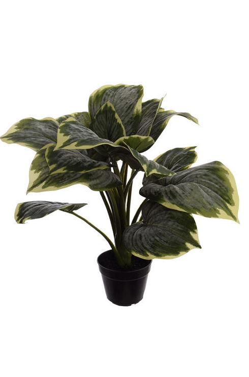 PLANTA HOSTA (50 CM) VERDE REF:56070009 GR PRECIO: 18.50 € PLANTA HOSTA (50 CM) VERDE REF:56070009 GR PRECIO: 18.50 €
