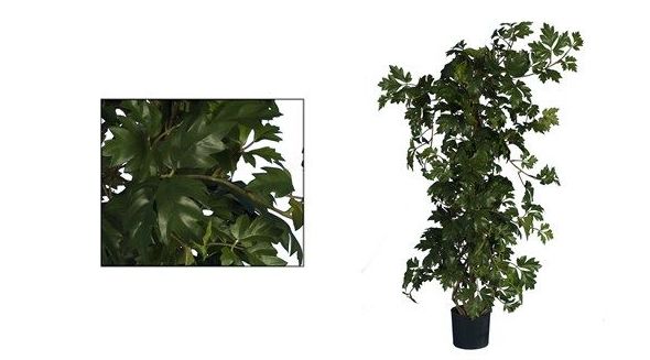 Cissus: CATÁLOGO de Fernando Gallego, S.C.P. Cissus: CATÁLOGO de Fernando Gallego, S.C.P.