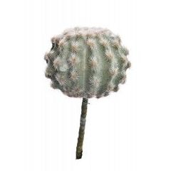 CACTUS BOLA PINCHOS PELOS (DIA.13 CM) REF:60010212/GR PRECIO:7,20 € CACTUS BOLA PINCHOS PELOS (DIA.13 CM) REF:60010212/GR PRECIO:7,20 €