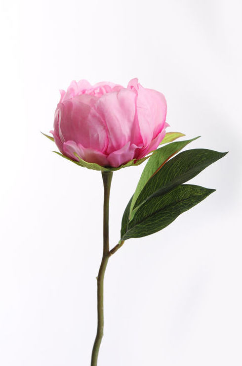 VARA DE PEONIA TALLO CORTO/ LILA REF: 30010083/LI PRECIO: 1,75€ VARA DE PEONIA TALLO CORTO/ LILA REF: 30010083/LI PRECIO: 1,75€