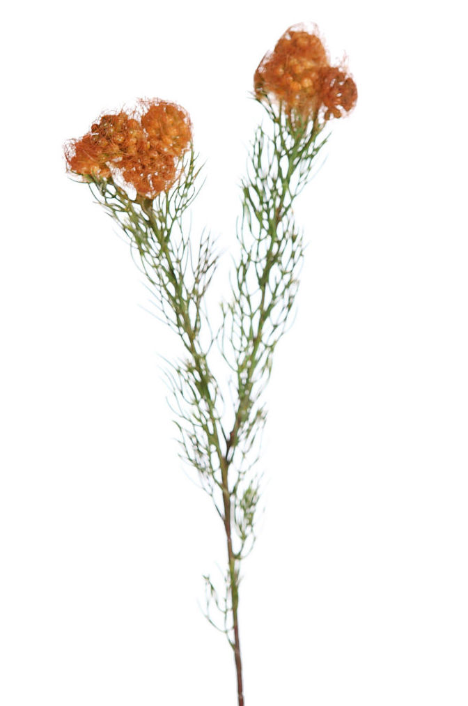 VARA FLOSSY (70CM) REF: 105392 PRECIO: 1,50€ VARA FLOSSY (70CM) REF: 105392 PRECIO: 1,50€
