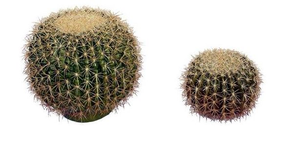 CACTUS BOLA PEQUEÑO. COLOR: VERDE REF.:80670.000 PRECIO: 12,25 € CACTUS BOLA PEQUEÑO. COLOR: VERDE REF.:80670.000 PRECIO: 12,25 €
