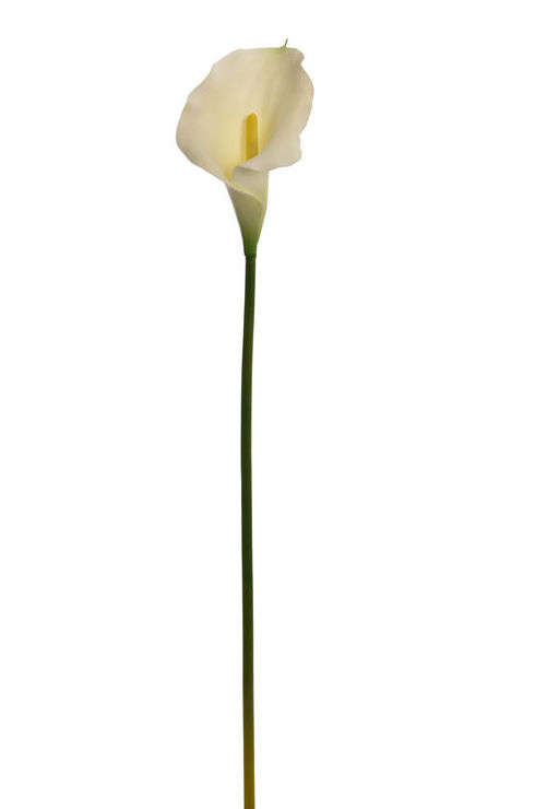 CALA MEDIANA DE TACTO NATURAL (67CM)/ BLANCA REF: 30653 WH PRECIO: 2,05€ CALA MEDIANA DE TACTO NATURAL (67CM)/ BLANCA REF: 30653 WH PRECIO: 2,05€