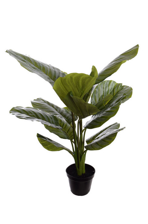PLANTA CALATHEA (60 CM) VERDE REF:56070006 GR PRECIO: 20,00 € PLANTA CALATHEA (60 CM) VERDE REF:56070006 GR PRECIO: 20,00 €