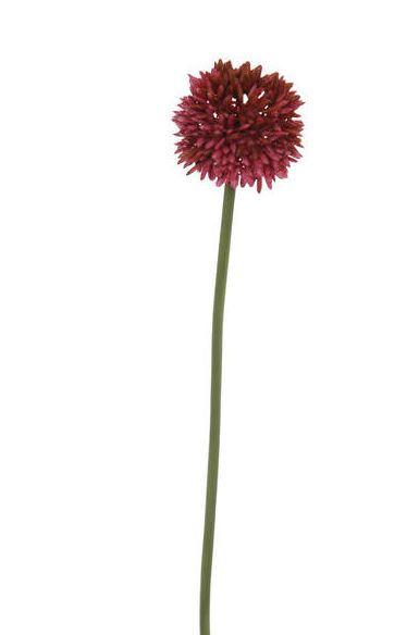 VARA ALLIUM (38CM)/ BURDEOS REF: 12010083/BU PRECIO: 1,35€ VARA ALLIUM (38CM)/ BURDEOS REF: 12010083/BU PRECIO: 1,35€