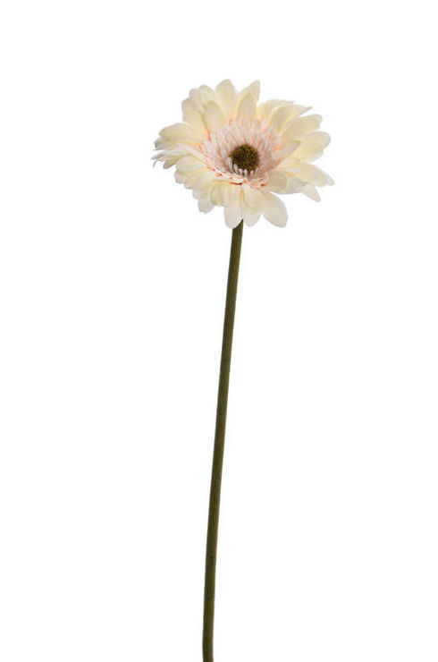 PQTE x12 VARA GERBERA (32CM)/ MELOCOTON REF: 30754/PE PRECIO: 9,60€/PQTE (0,80€/UD) PQTE x12 VARA GERBERA (32CM)/ MELOCOTON REF: 30754/PE PRECIO: 9,60€/PQTE (0,80€/UD)