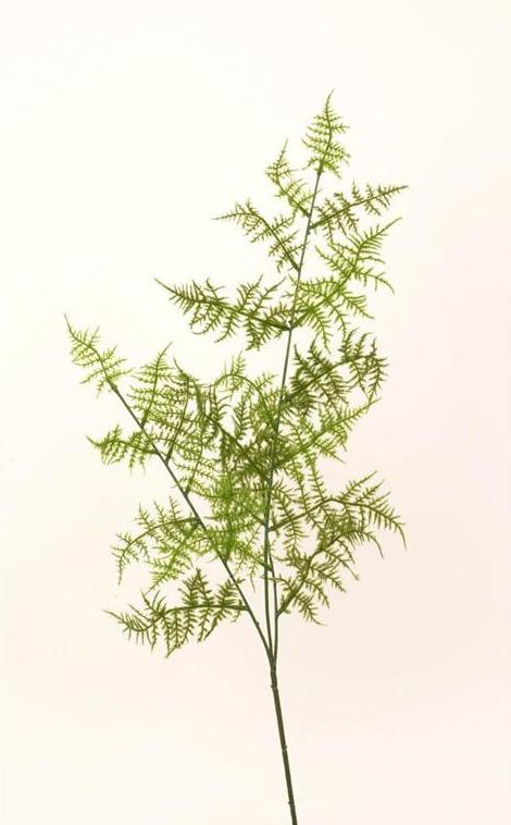 VARA HOJA ESPARRAGUERA FLOCADA (68CM)/ VERDE REF.:PS07052F GR-01 PRECIO:1,85€ (OFERTA: x12UD EL PRECIO UNITARIO SE REDUCE A 1,30€/UD) VARA HOJA ESPARRAGUERA FLOCADA (68CM)/ VERDE REF.:PS07052F GR-01 PRECIO:1,85€ (OFERTA: x12UD EL PRECIO UNITARIO SE REDUCE A 1,30€/UD)