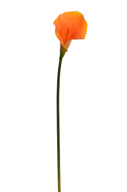 CALA MEDIANA DE TACTO NATURAL (67CM)/ AMARILLA REF: 30653/YEL PRECIO: 2,05€ CALA MEDIANA DE TACTO NATURAL (67CM)/ AMARILLA REF: 30653/YEL PRECIO: 2,05€