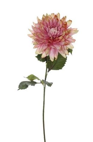 Dalias: CATÁLOGO de Fernando Gallego, S.C.P. Dalias: CATÁLOGO de Fernando Gallego, S.C.P.