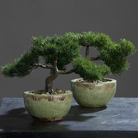 Bonsai: CATÁLOGO de Fernando Gallego, S.C.P. Bonsai: CATÁLOGO de Fernando Gallego, S.C.P.