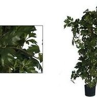 Cissus: CATÁLOGO de Fernando Gallego, S.C.P. Cissus: CATÁLOGO de Fernando Gallego, S.C.P.