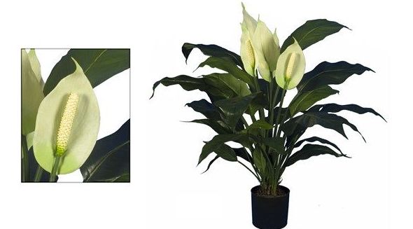 Plantas con flor: CATÁLOGO de Fernando Gallego, S.C.P. Plantas con flor: CATÁLOGO de Fernando Gallego, S.C.P.