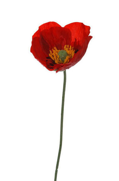 PQTE x12 VARAS DE AMAPOLAS (44CM) / ROJO REF: 30789/RE PRECIO: 10,80€ (0,90€/UD) PQTE x12 VARAS DE AMAPOLAS (44CM) / ROJO REF: 30789/RE PRECIO: 10,80€ (0,90€/UD)