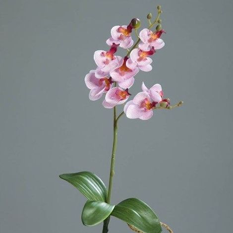 Orquídea con bulbo: CATÁLOGO de Fernando Gallego, S.C.P. Orquídea con bulbo: CATÁLOGO de Fernando Gallego, S.C.P.