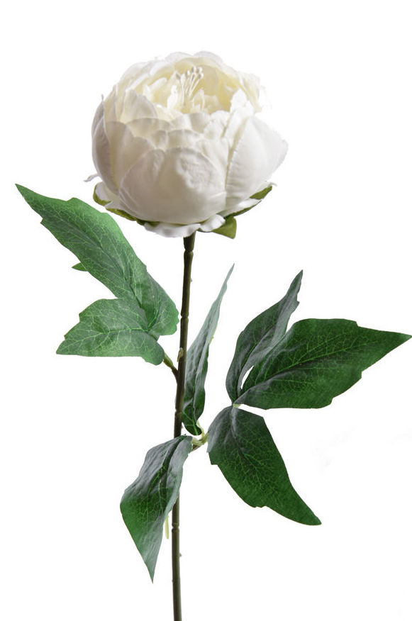VARA DE PEONIA (45CM)/ CREMA REF: 40130004/CR PRECIO: 1,30€ VARA DE PEONIA (45CM)/ CREMA REF: 40130004/CR PRECIO: 1,30€