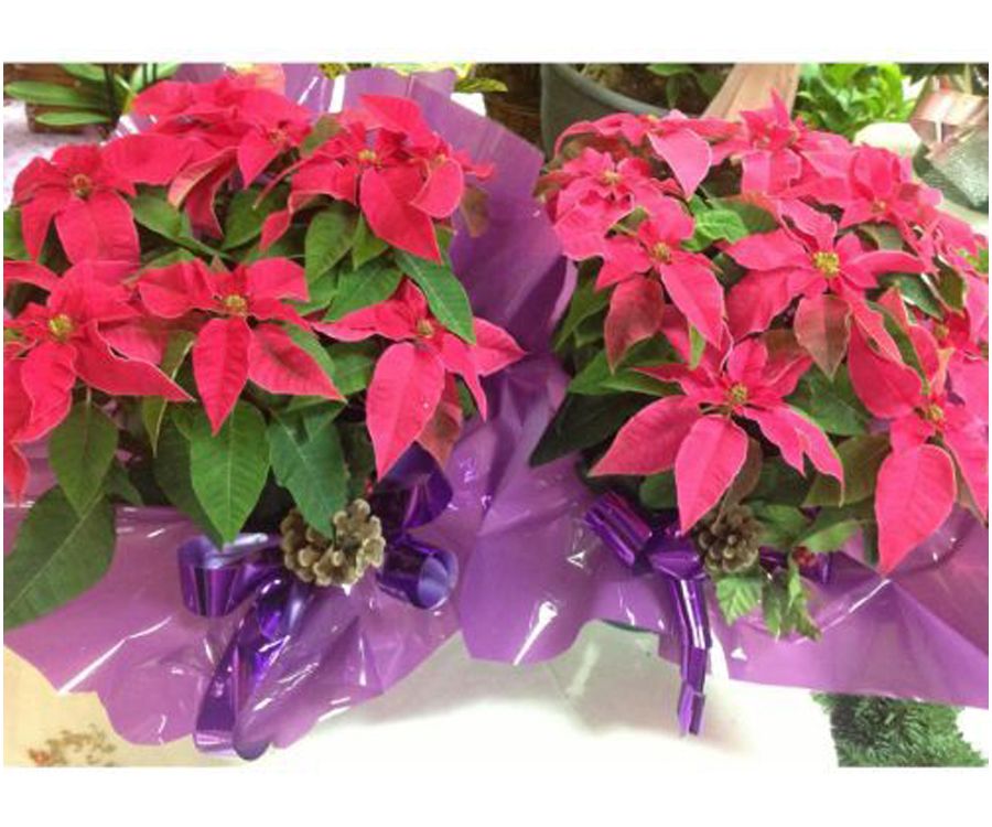 Poinsetias o Flores de Pascua Poinsetias o Flores de Pascua