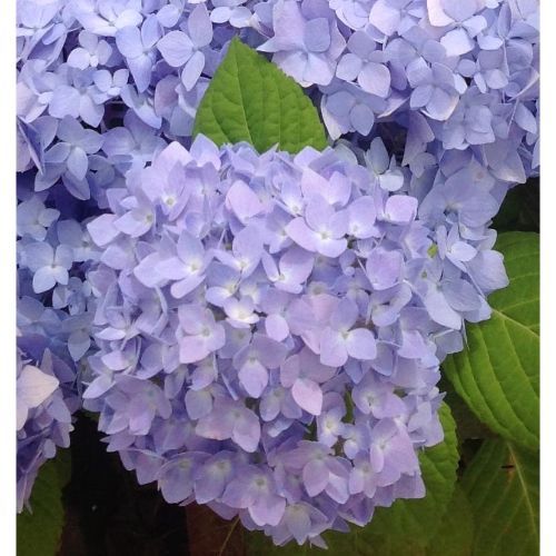 Hortensias: Catálogo de Flores Maranta Hortensias: Catálogo de Flores Maranta