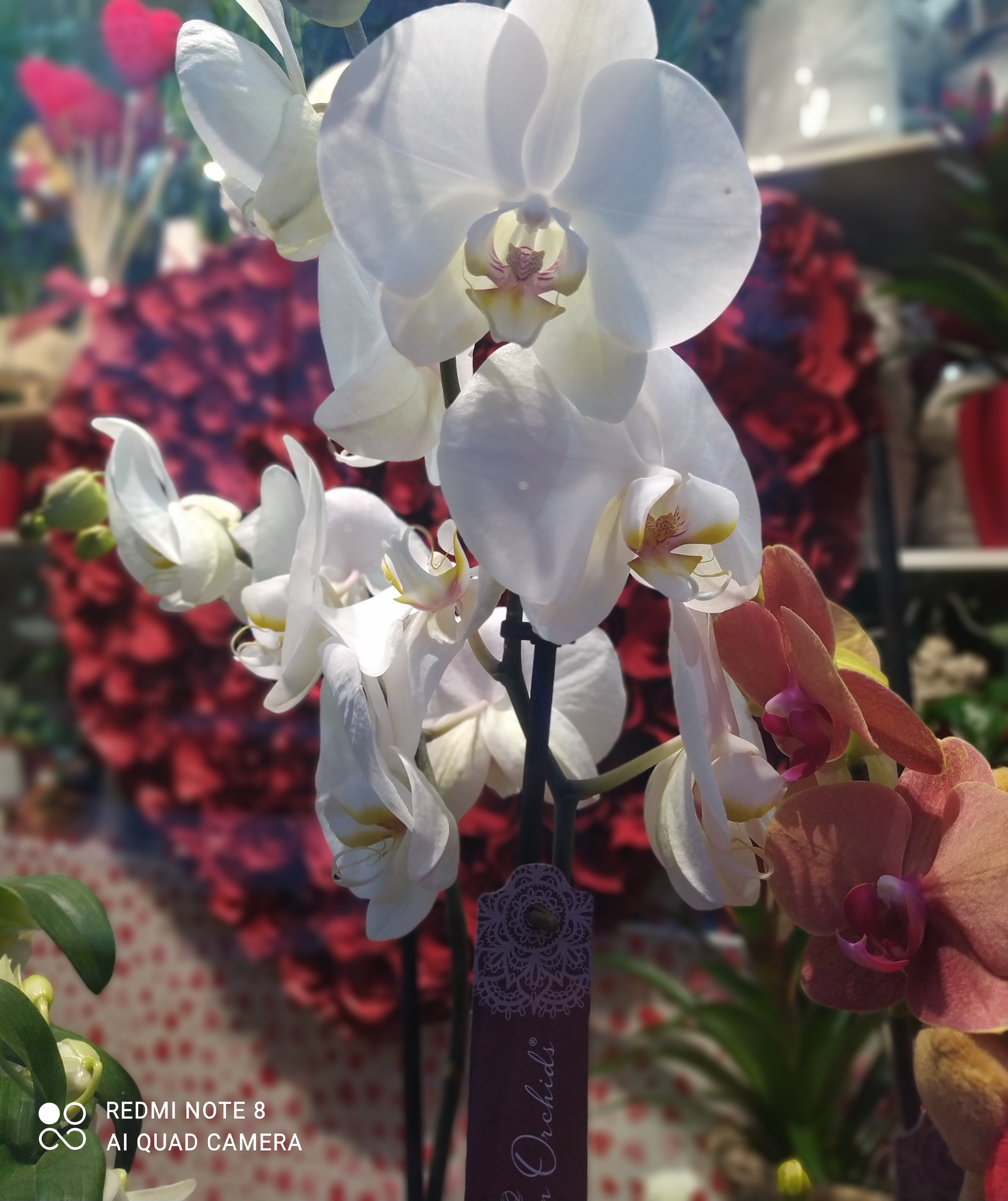San Valentín: Catálogo de Flores Maranta San Valentín: Catálogo de Flores Maranta