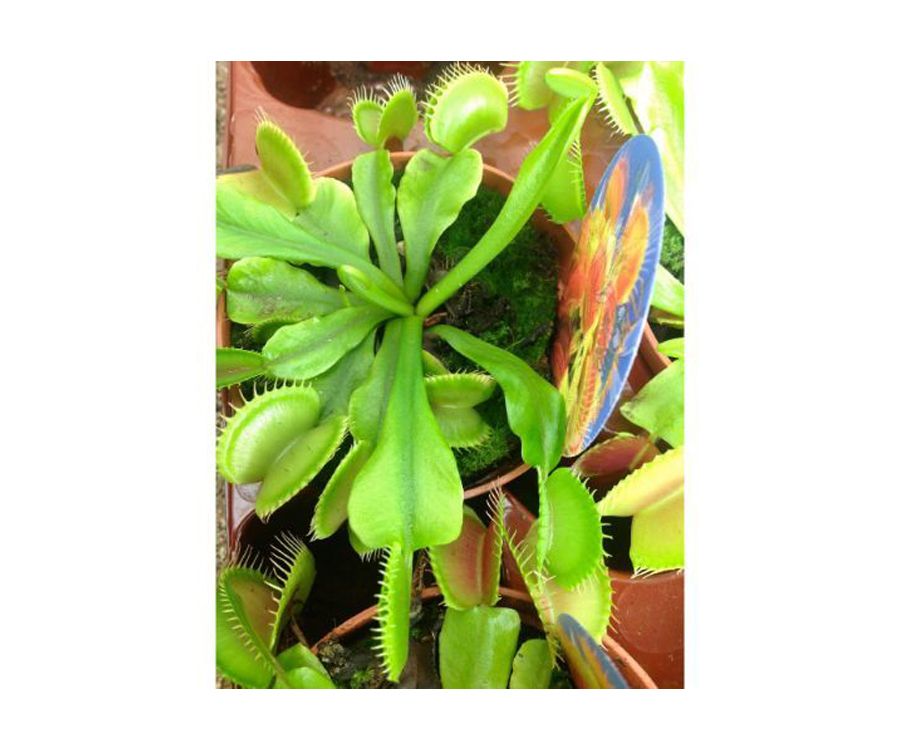 Dionaea Dionaea